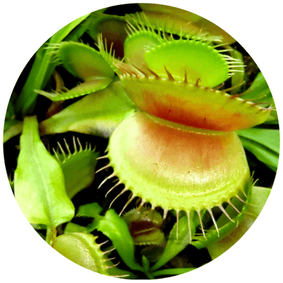 Carnivorous Plants