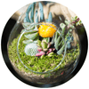 Terrarium Care (Open) - Plantila