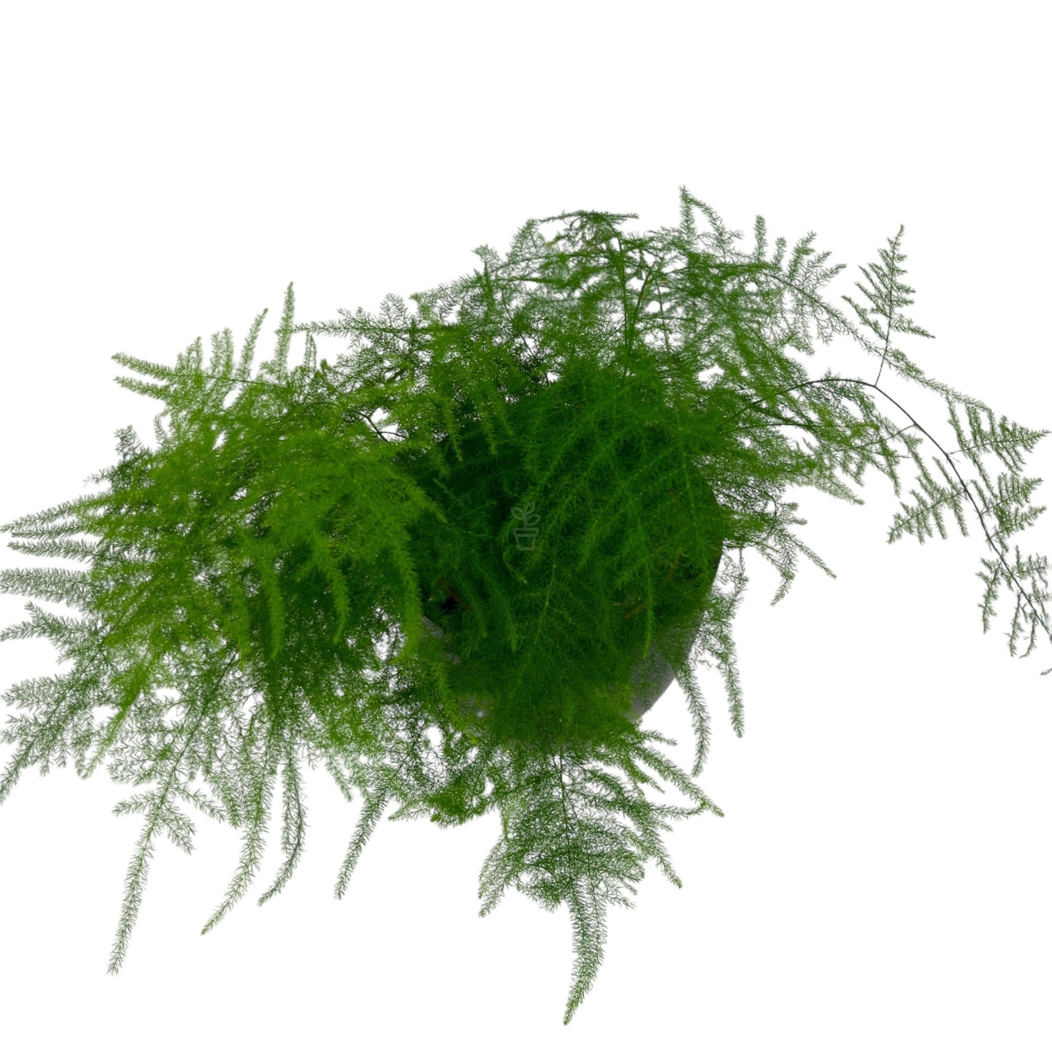 Asparagus Fern (Setaceus)