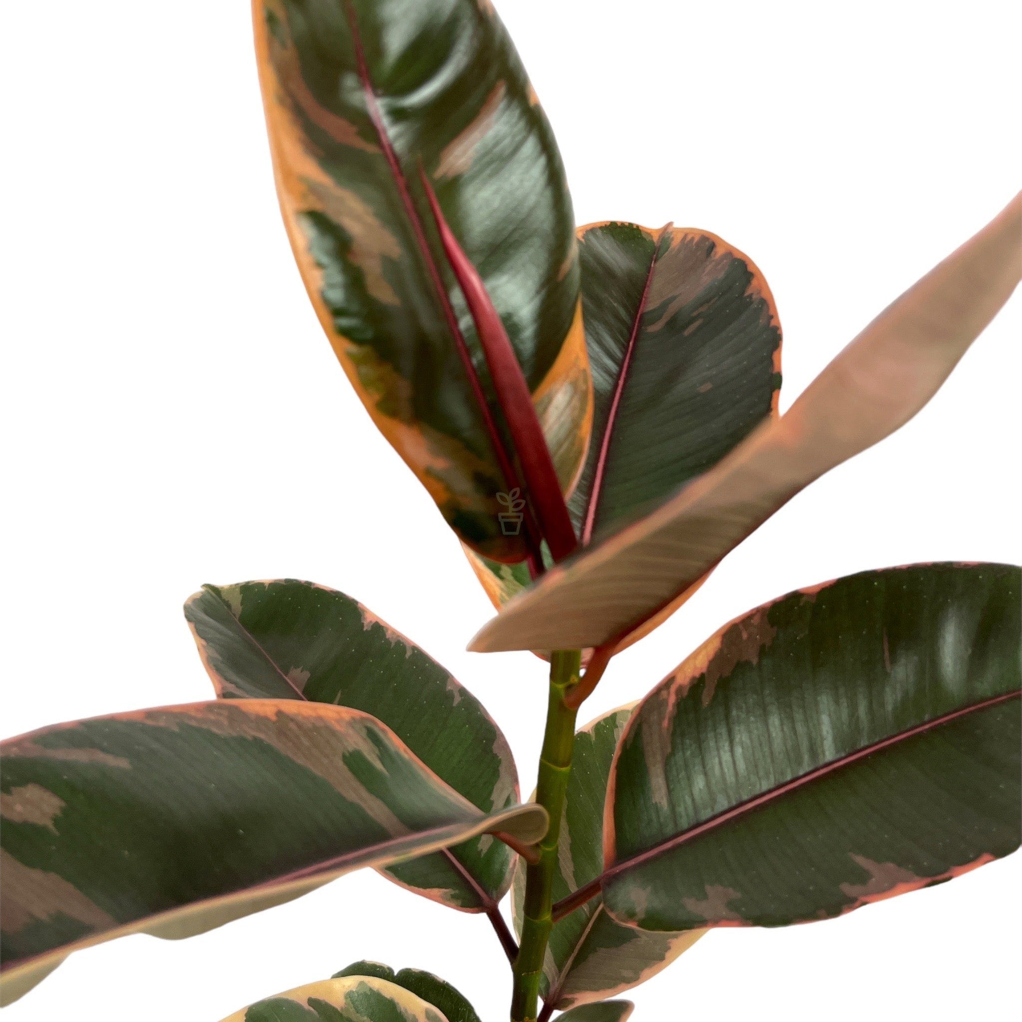 Rubber Plant 'Ficus Elastica Belize'