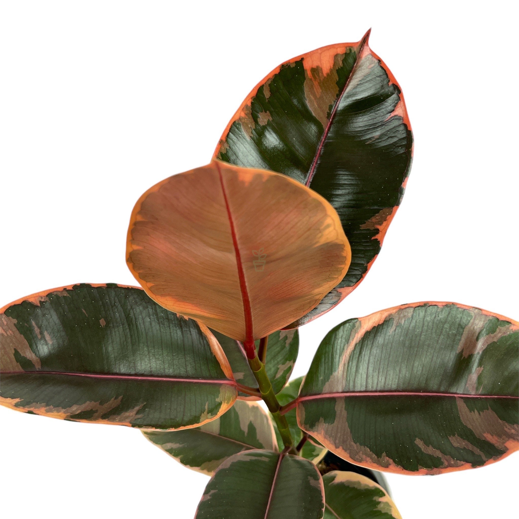 Rubber Plant 'Ficus Elastica Belize'