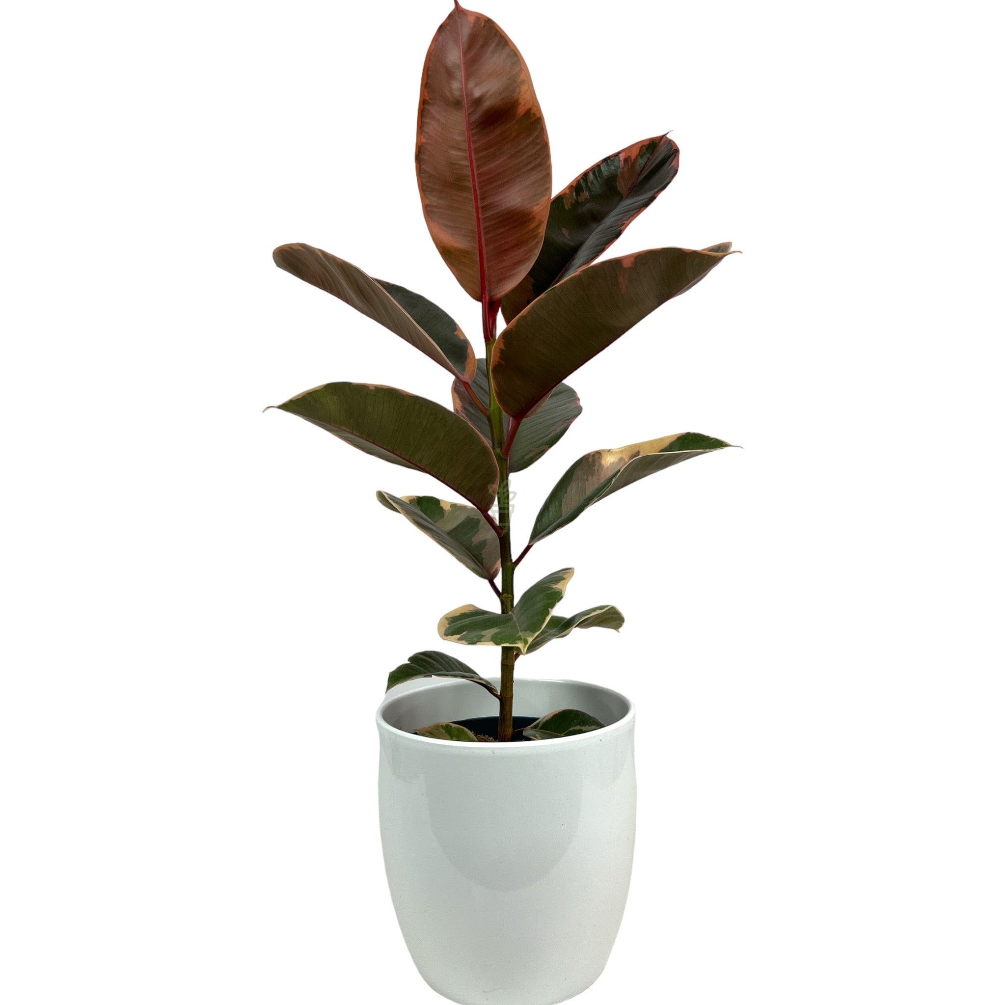 Rubber Plant 'Ficus Elastica Belize'