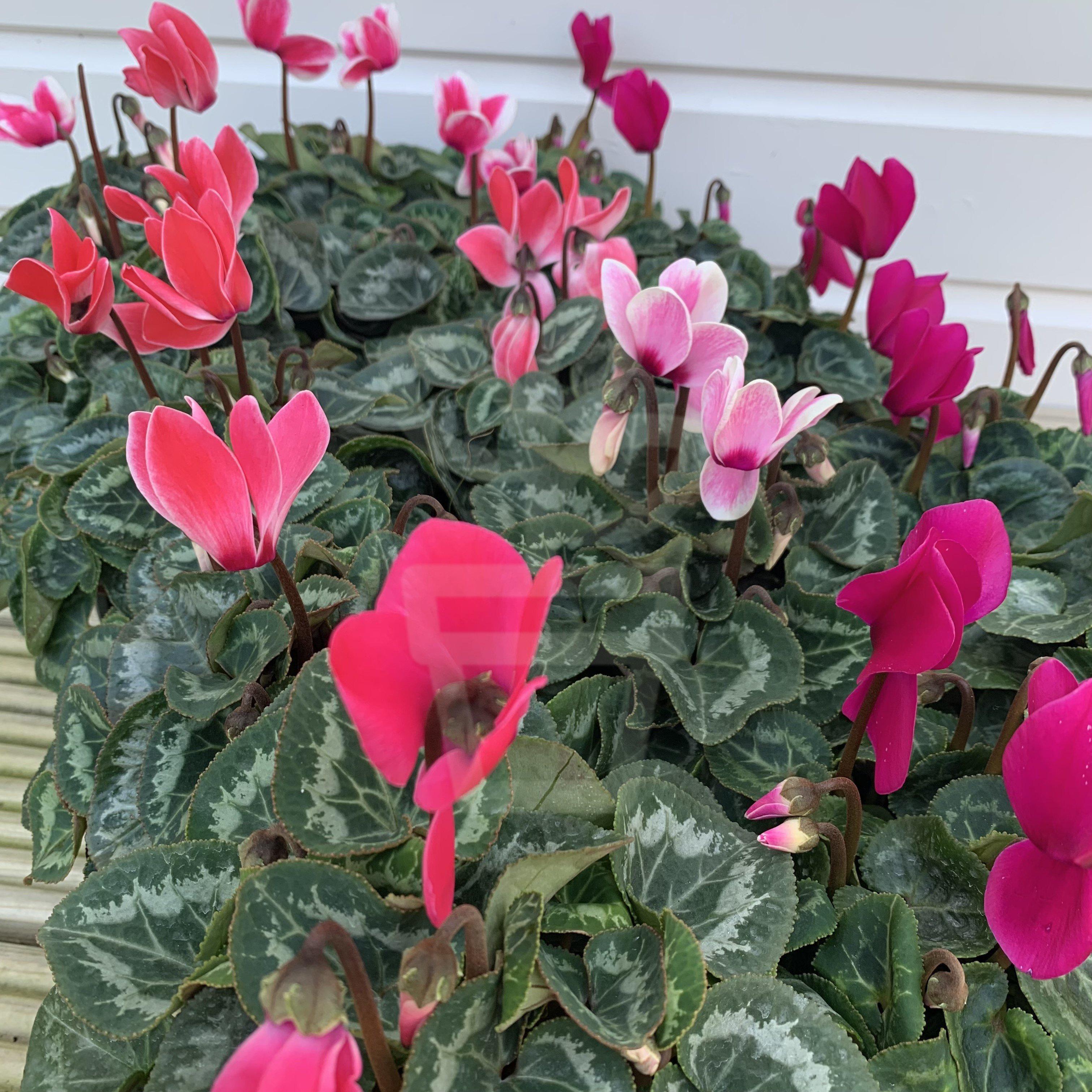 Tray of Mixed Cyclamen (Save £1.25) - Plantila