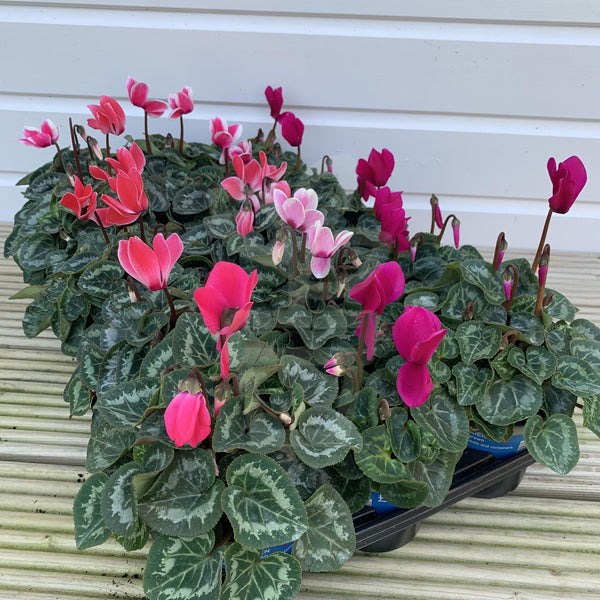 Tray of Mixed Cyclamen (Save £1.35)