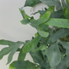 Load and play video in Gallery viewer, Blue Star Fern &#39;Phlebodium Sureum&#39;