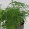 Load and play video in Gallery viewer, Asparagus Fern (Setaceus)