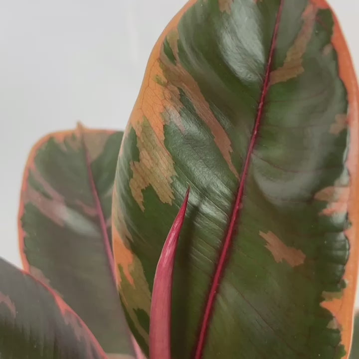 Rubber Plant 'Ficus Elastica Belize'