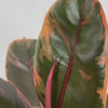 Load and play video in Gallery viewer, Rubber Plant &#39;Ficus Elastica Belize&#39;