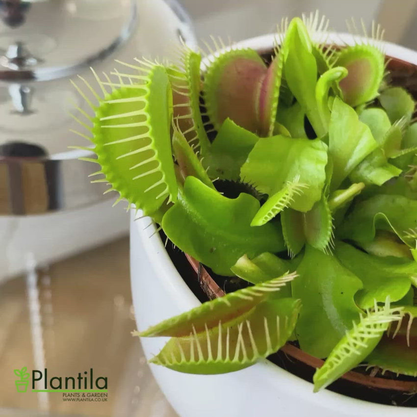 Venus Fly Trap 'Dionaea Muscipula' - Pet Friendly Plants | Plantila