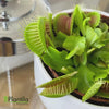 Load and play video in Gallery viewer, Venus Fly Trap &#39;Dionaea Muscipula&#39; - Pet Friendly Plants | Plantila