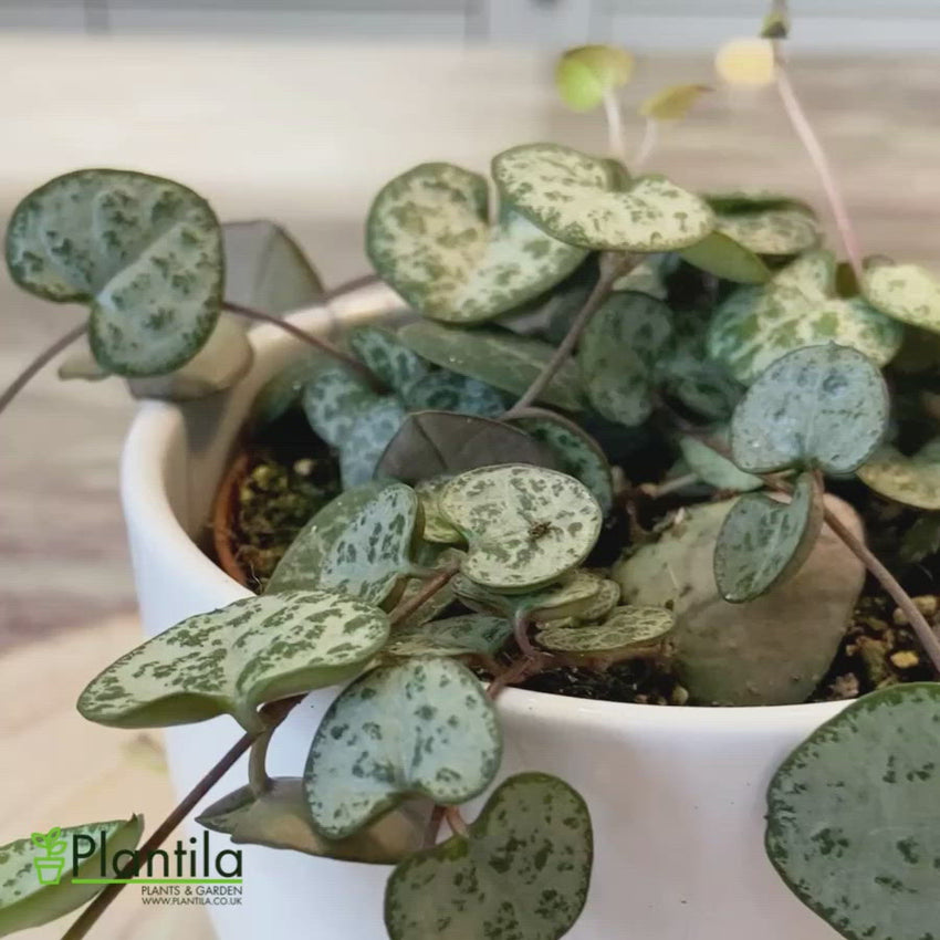 String of Hearts 'Ceropegia Woodii' - Pet Friendly Plants | Plantila