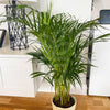 Areca Palm Dypsis Lutescens - Plantila