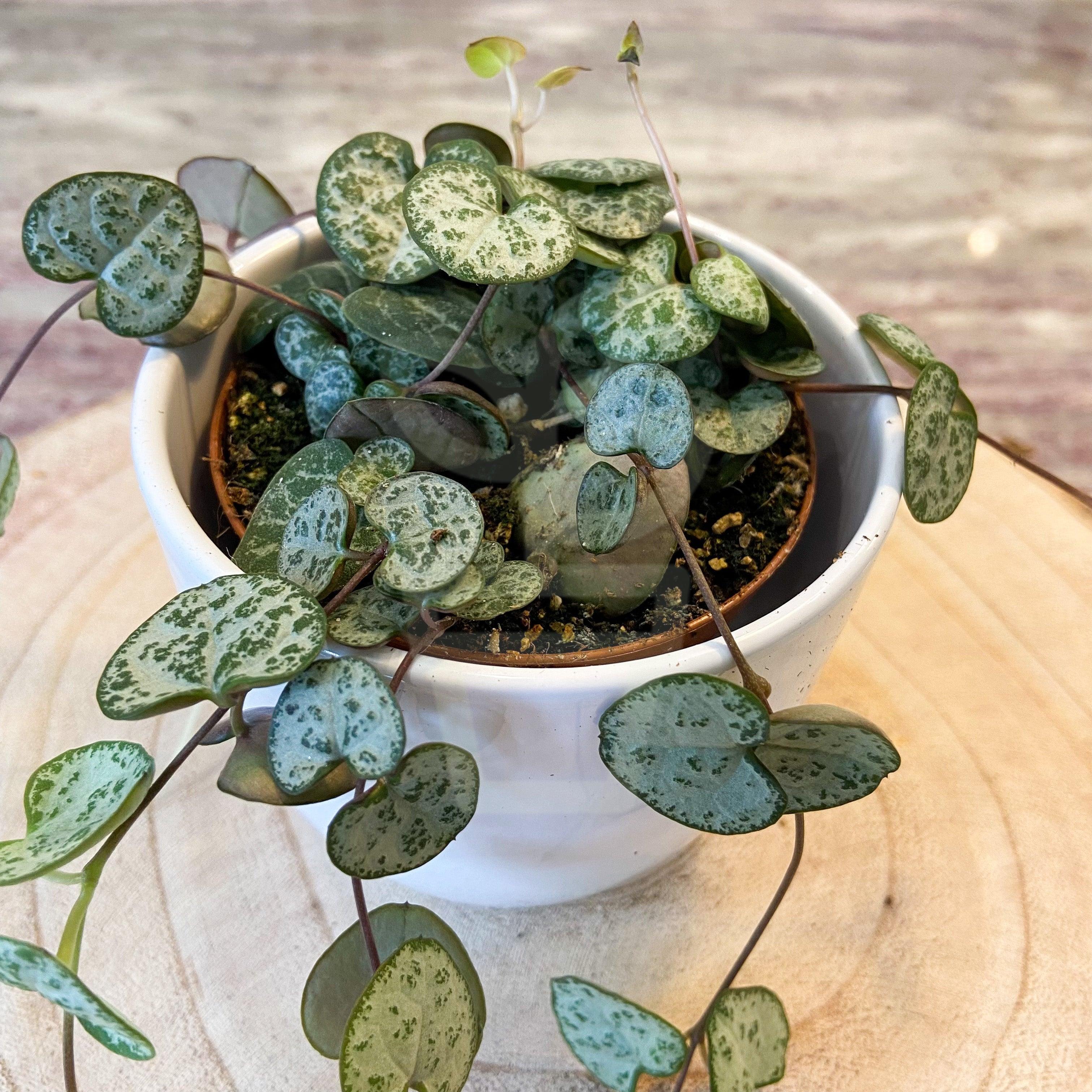 String of Hearts 'Ceropegia Woodii' - Plantila