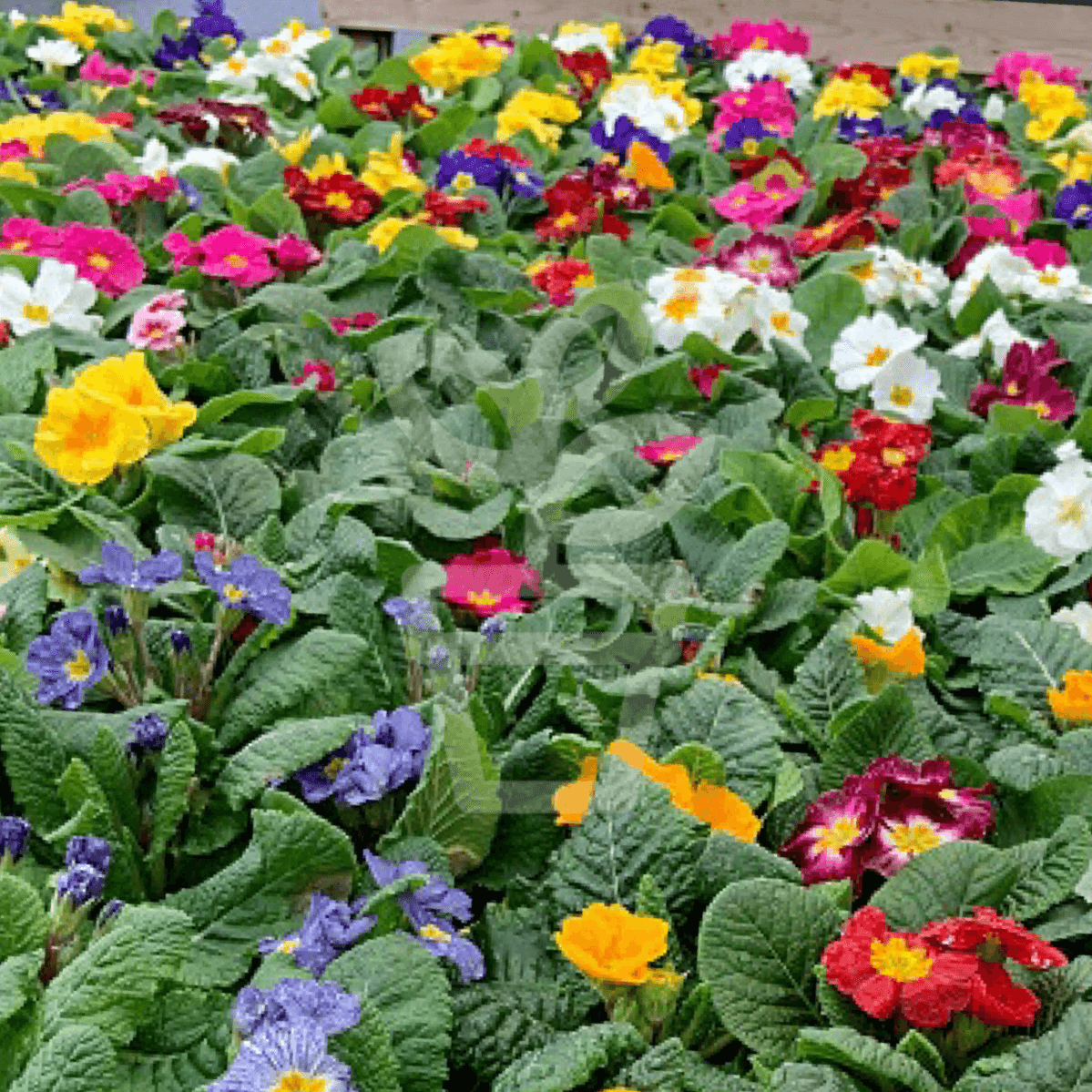 Tray of Mixed Primroses (Save £3.75) - Plantila