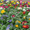 Tray of Mixed Primroses (Save £3.75) - Plantila