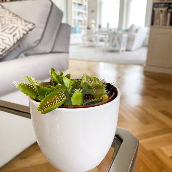 Venus Fly Trap 'Dionaea Muscipula'